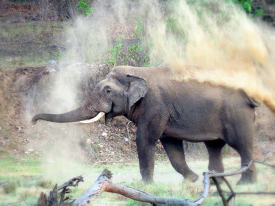 Rajaji National Park, Rishikesh